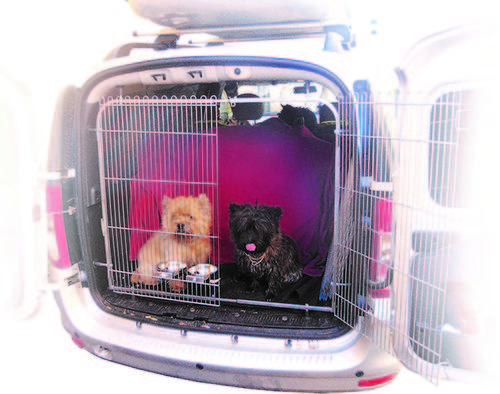 Ограждение для собак в автомобиль Данко, регулируемое