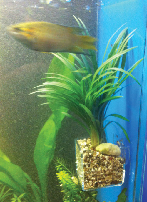 Горшочек Данко в аквариум для растений