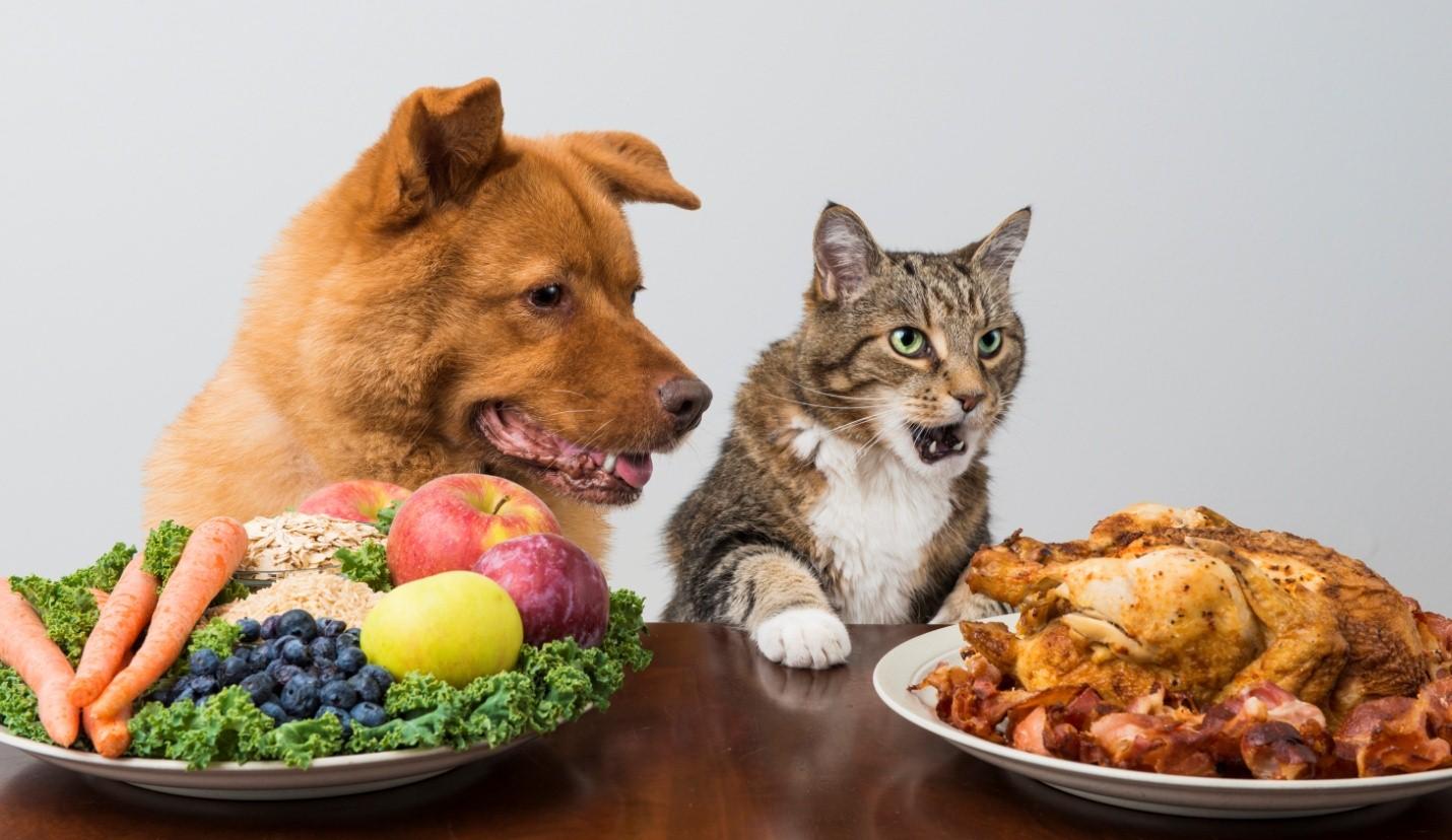 Могут ли собаки и кошки быть вегетарианцами