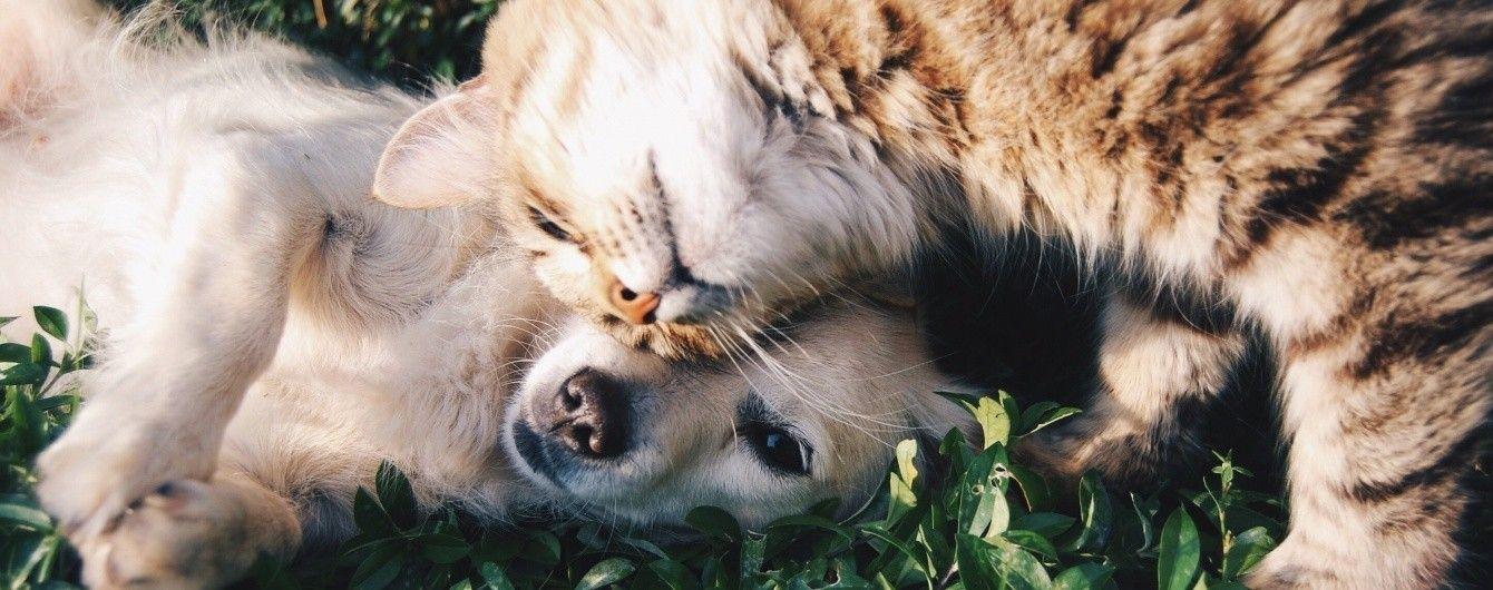 милота кот и собака