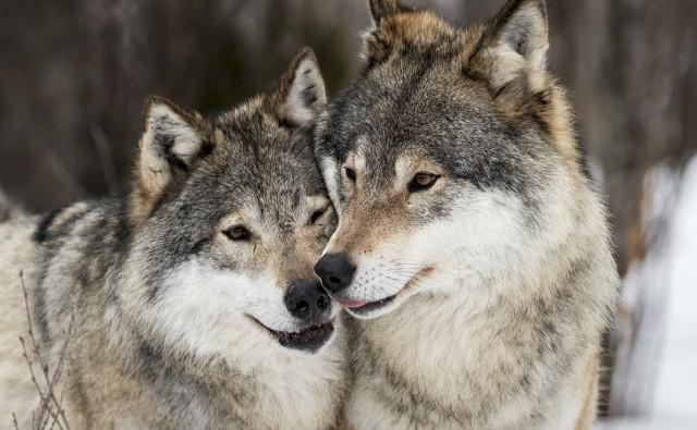 Новые генетические исследования показывают степень скрещивания между дикими волками и домашними собаками