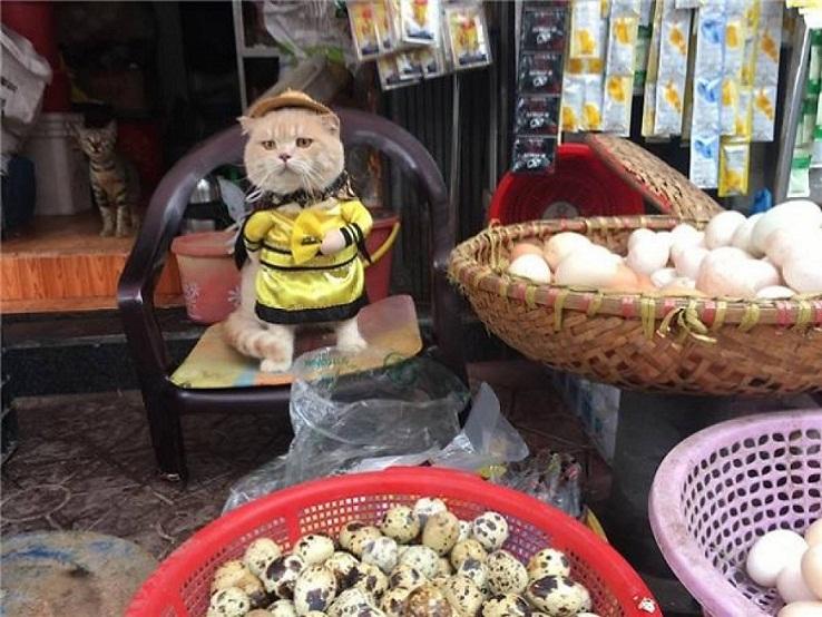 Кот по имени "Chó". (Рус: собака) продает рыбу на рынке в Хайфоне, Вьетнам.
