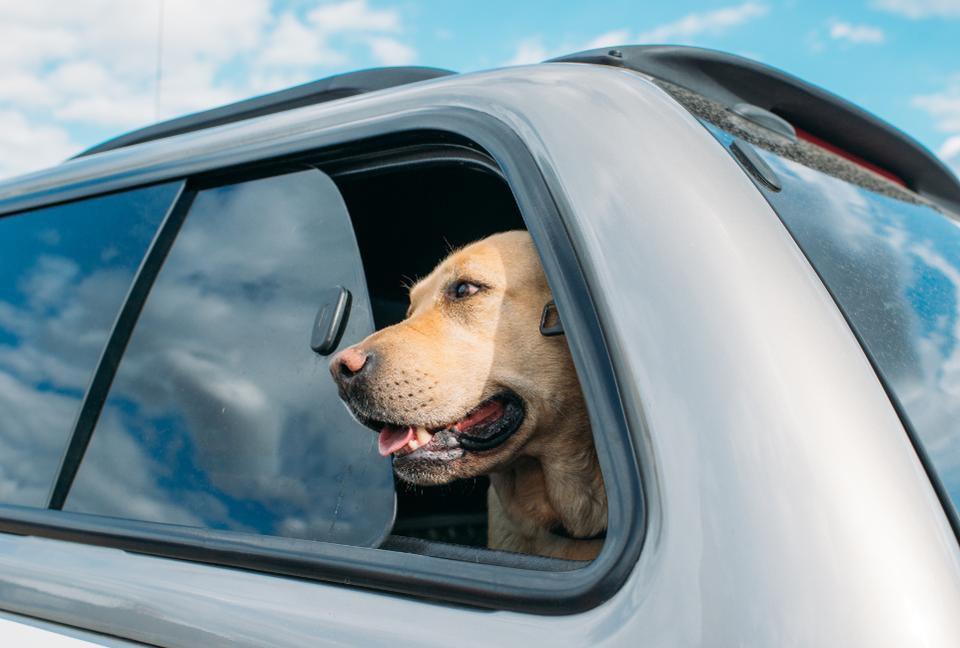 Как сделать дорожные поездки безопаснее с домашними животными на борту.