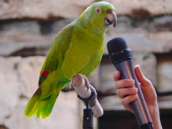 Попугай у микрофона
