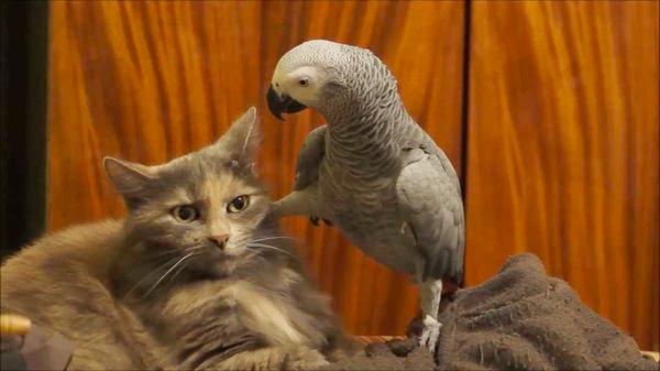попугай учить говорить кота